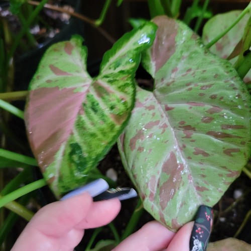 Tricolor confetti syngonium - tricolor,