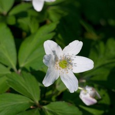 Buschwindröschen Nemorosa -
