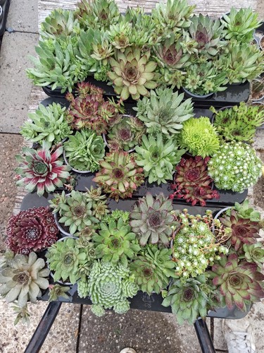Sempervivum hauswurz dachwurz - hauswurz,