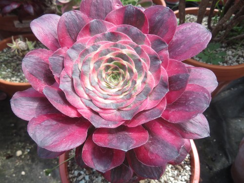 Aeonium charm golden rose - aeonium,