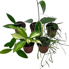 Hoya variety assortment - assortment, plant