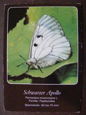 Postkarte Ansichtskarte aus Sammlung Tiere Sammlungsauflösung Schmetterling