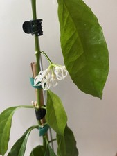 Hoya Decipulae Groß In Blüte