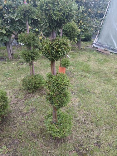 Thuja smaragd pagode - ,