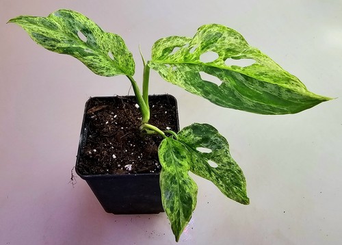 Monstera adansonii indonesian - monstera,