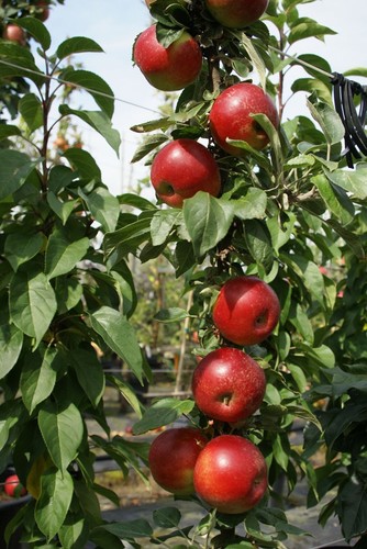 Säulenapfel plant peke - 1a-plant, peke®