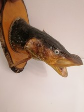 Hechtkopf Präparat Fisch offene Kiemen Trophäenschild