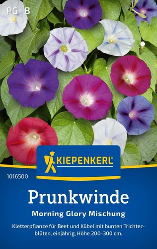 Prunkwinde pracht mischung - prunkwinde-,