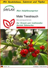 SAFLAX - Anzuchtset - Mate Teestrauch - 10 Samen