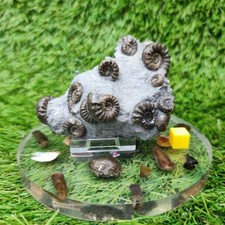 Lower Lias Euagasseras Ammonit