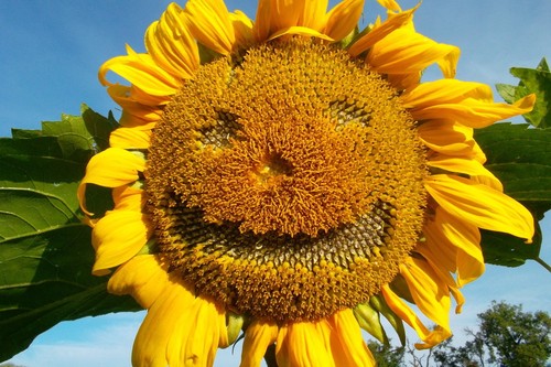 Samen sonnenblume - samen,