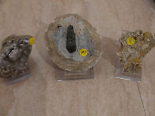 Steinhardter Erbsen Fossilien