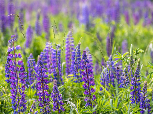 Stauden lupine 500 - stauden-lupine, samen