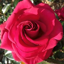 Edelrosen in vielen Sorten/Farben Pflanze winterhart im Topf oder wurzelnackt