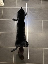 PELZ Pelzkragen Tierfell Echt 110 cm gebraucht