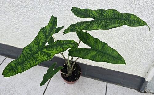 Sehr schöne große alocasia - sehr,