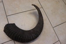 Mufflon Muffel Wildschaf