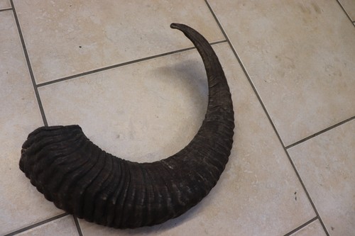Mufflon muffel wildschaf - mufflon,