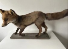 Fuchs Präparat -