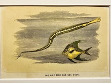 Sea Rooster Fish Fishing