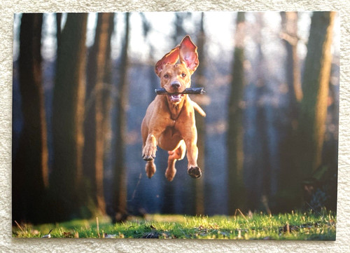 Postkarte hund geo - ak,