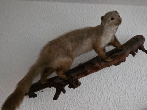 Marder auf ast - auf,