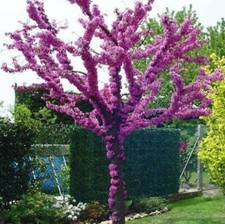 80002182 Cercis Siliquastrum