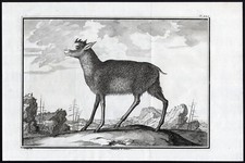 Antike drucke gämse - antike,