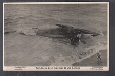 6354. Ak Terr. Santa Cruz Wal-Kadaver, Cadaver de una Ballena