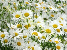 MARGERITEN MARGERITE