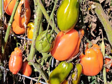 Tomate S. Marzano 🍅 100