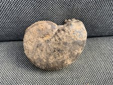 Trias Ammonoid Hypocladiscites