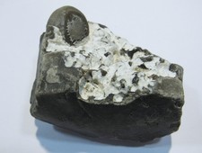 MD325 fossiler Echinocorys