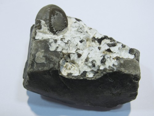 Md325 fossiler echinocorys - md325,