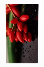 Spritzschutz Zwerg Chili Rot, 120x50 Glas