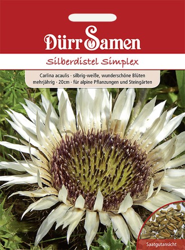 Silberdistel simplex - silberdistel,