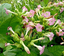 Tabak "Virginia" Samen, echter Rauchtabak, Nicotiana tabacum
