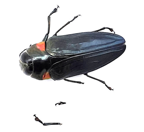 Buprestidae belionota sp - buprestidae,,