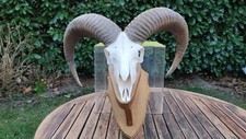 Kapitales Mufflon Widder