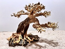 Aquarienwurzel, Bonsai