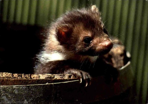 Motivkarte tiere animals color - tiere,