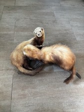 Tierpräparat 2 Ausgestopfte