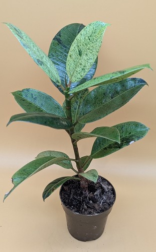 Ficus moonshine - moonshine, kl.
