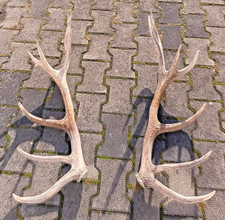 Kapitales Hirschgeweih Rotwild Paar, gerade Abwurfstangen 14 Ender