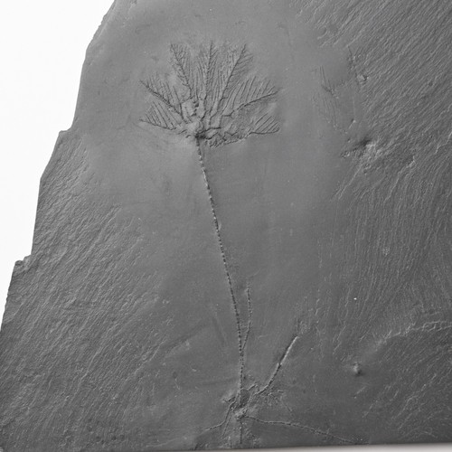 Seltenes fossil thallocrinus - seltenes,