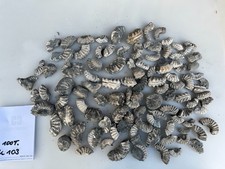 Konvolut Ammoniten, Deko 