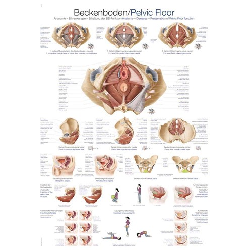 Anatomische lehrtafel - anatomische,
