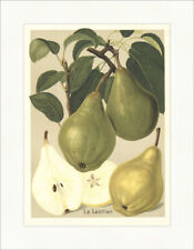 Le Lectier Birnensorten Winterbirne Pomologie saftig Kernhaus Faks_Obstsorten 19