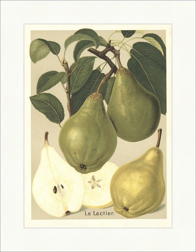 Lectier birnensorten - lectier,