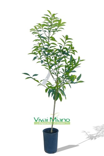 Kumquat oder chinesische - kumquat,